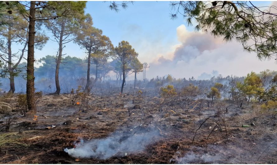 Përmirësohet situata në pyllin e Pishë-Poros, por është djegur 1/3 e sipërfaqes