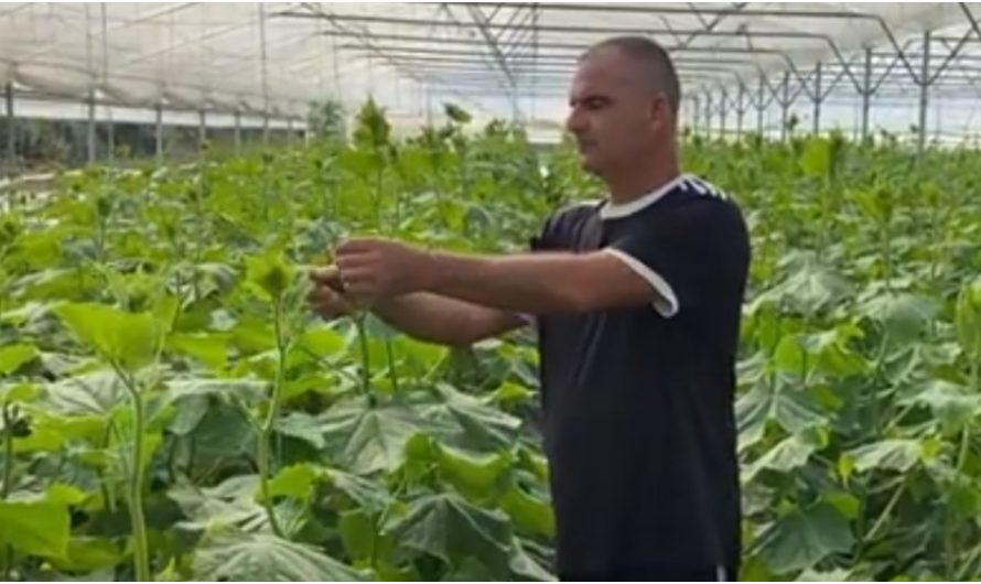 Rritet prodhimi i perimeve e luleshtrydheve në serat në Zharrëz! Fermeri: Kastraveci shkon për eksport (Video)