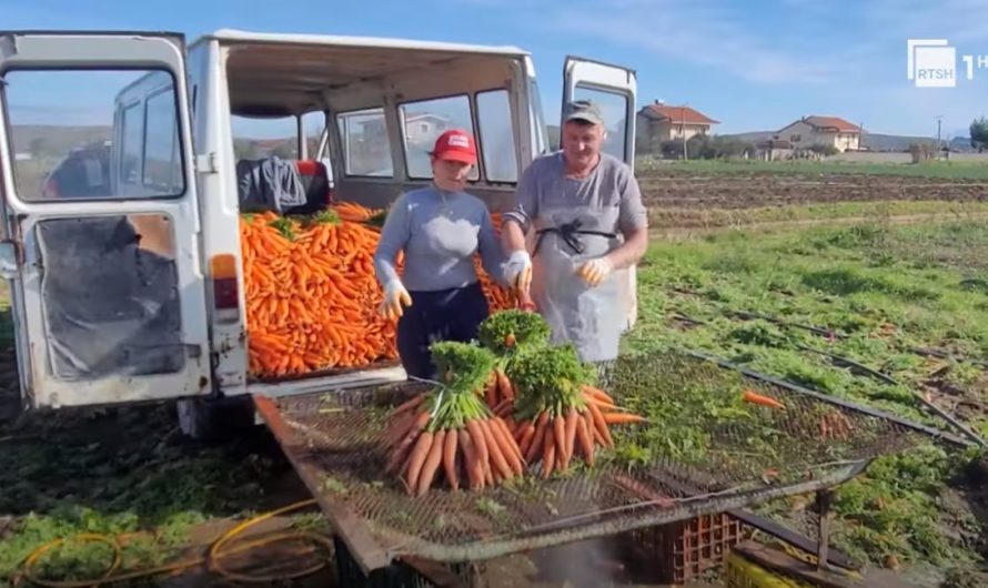 Rritet pagesa për bujqësi në Divjakë, 2500–3000 lekë për çdo ditë pune (Video)